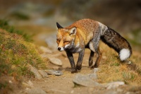 Liska obecna - Vulpes vulpes - Red Fox 2203